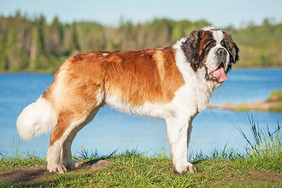 Сенбернар - самые тяжёлые (большие) собаки в мире